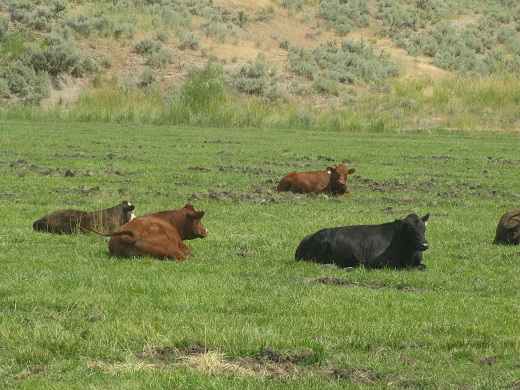 grassfed_cows